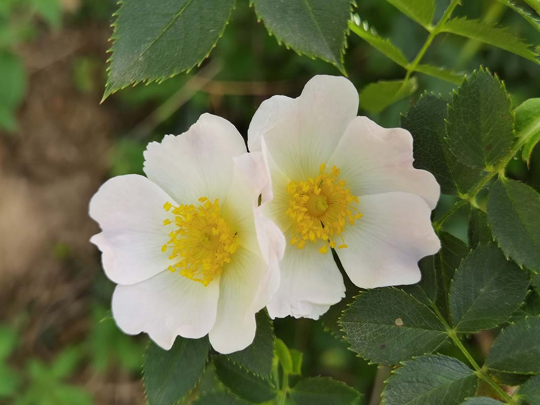 Rosa canina